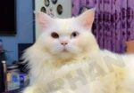 Persian Odd Eyes Male