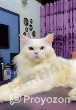 Persian Odd Eyes Male