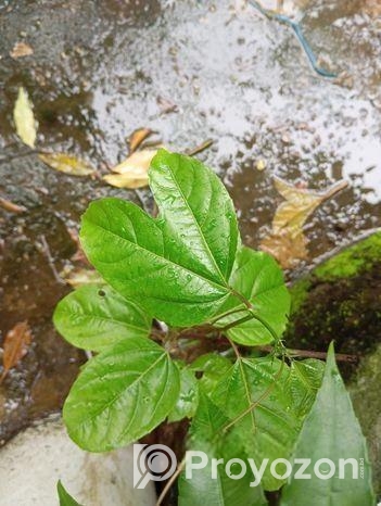 প্যাশন ফ্রুট বা ট্যাং ফল