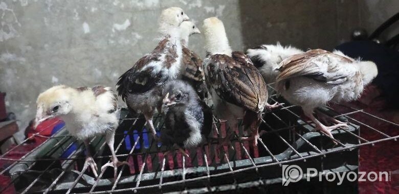 আছিল বা ফাইটার মুরগির বাচ্চা।