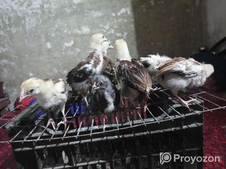 আছিল বা ফাইটার মুরগির বাচ্চা।