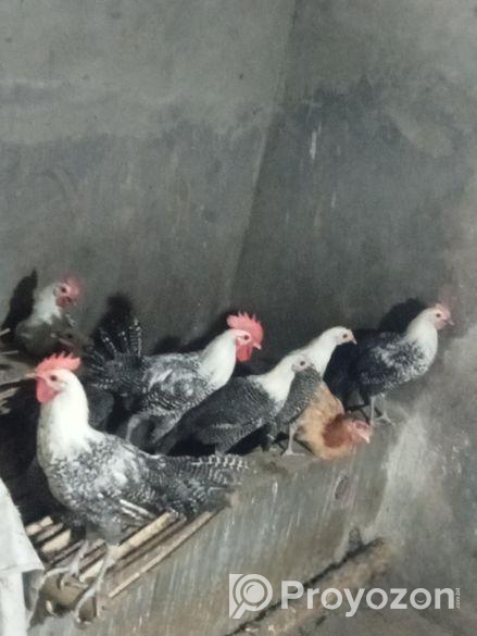 অরজিনাল মিশরী ফাউমি মুরগি ডিমের রানী একটানা ১৮ মাস ডিম পাড়ে