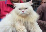 Persian Cat ( পারশিয়ান বিড়াল )