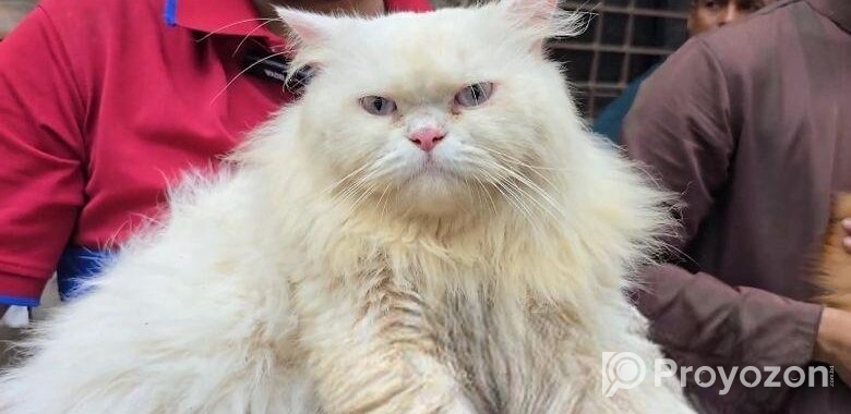 Persian Cat ( পারশিয়ান বিড়াল )