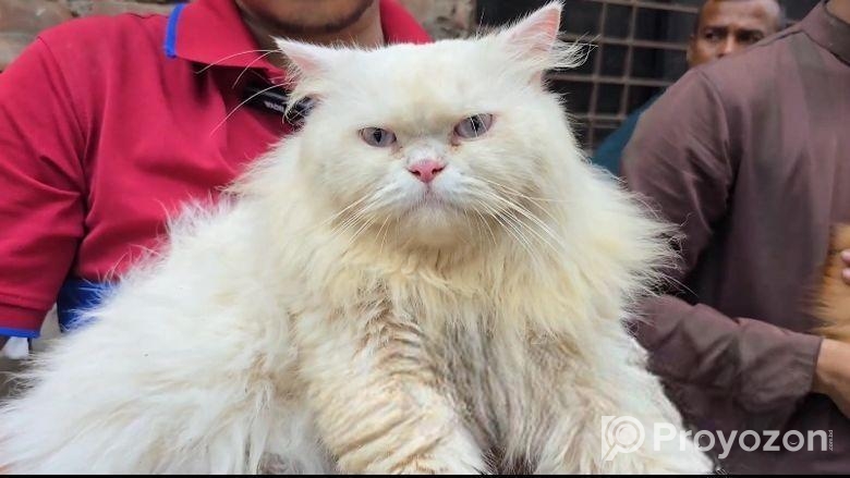 Persian Cat ( পারশিয়ান বিড়াল )