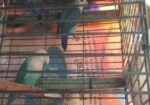 Running Love Bird