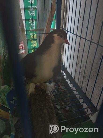 বড় সাইজের সিরাজি নর