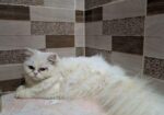 Persian Cat (female)