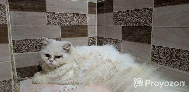 Persian Cat (female)