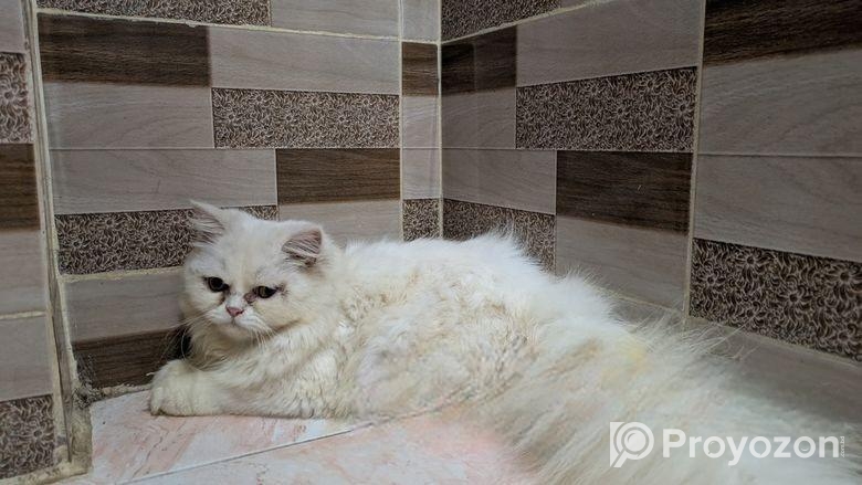 Persian Cat (female)