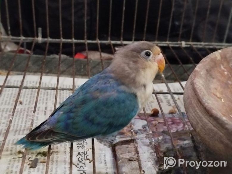 ১ পিস লাভ বার্ড