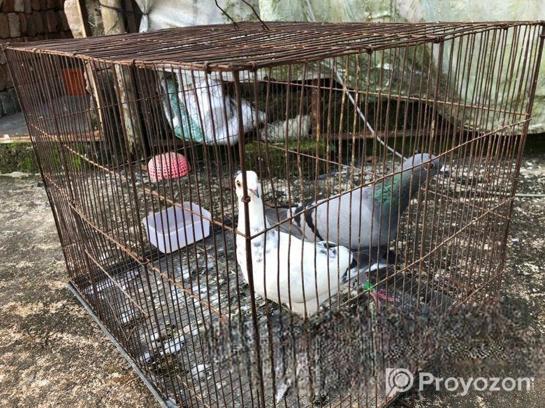 2 Pis Top Quality Resar Kobutor Sell Hoba