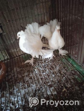 লক্ষ্যা কবুতর