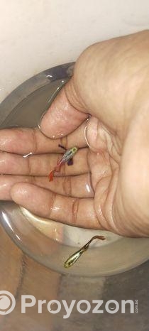 আমার কাছে অনেক রকমের মাছ আছে