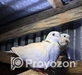 fitted-44_2025-10-28_10-46-56