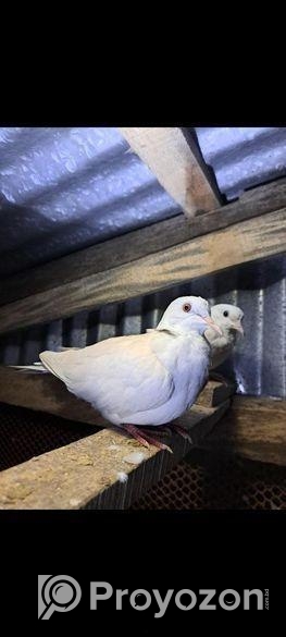 অষ্ট্রেলিয়ান ঘুঘু পাখি