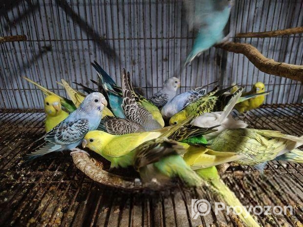 বাজরিগার