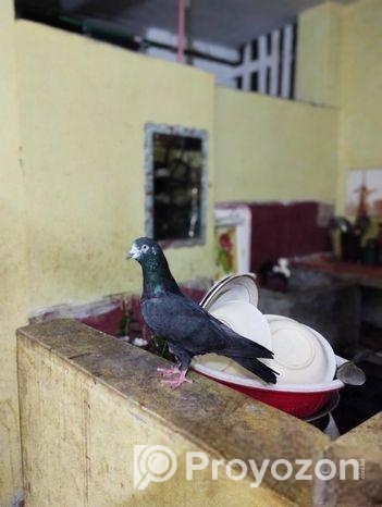 1 Ta Single Nor Gorom