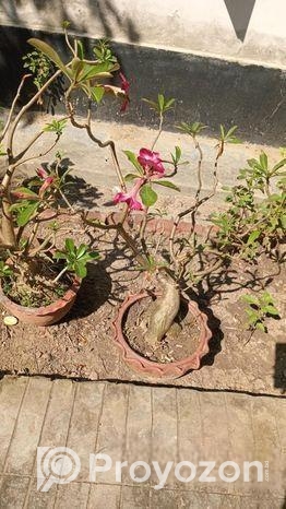 লাল কালারের এডেনিয়াম