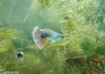 Dumbo mosaic guppy
