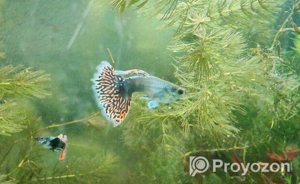 Dumbo mosaic guppy