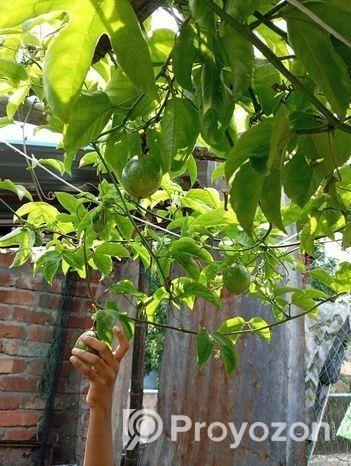প্যাশন ফ্রুট বা ট্যাং ফল