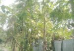 Land For Sell