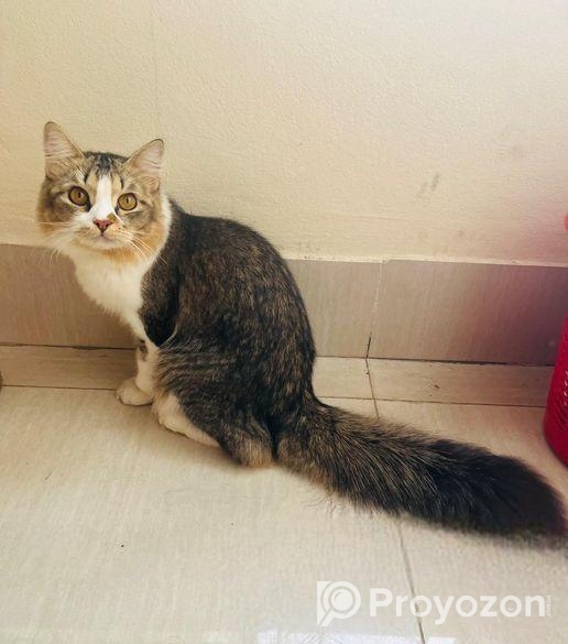 পারসিয়ান ছেলে বিড়াল