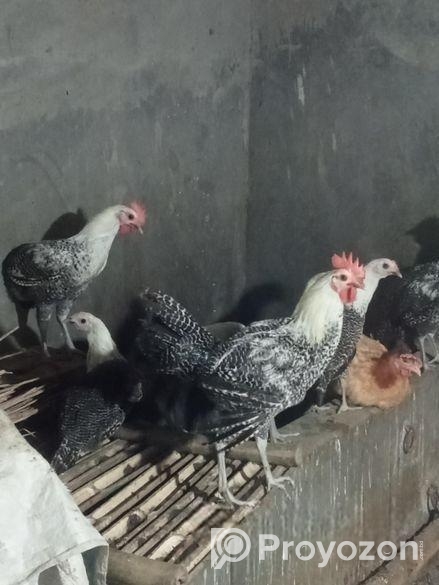 অরজিনাল মিশরী ফাউমি মুরগি ডিমের রানী একটানা ১৮ মাস ডিম পাড়ে