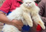 Persian Cat ( পারশিয়ান বিড়াল )