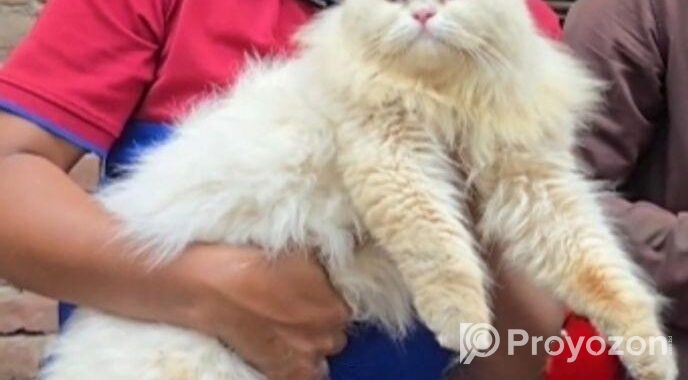 Persian Cat ( পারশিয়ান বিড়াল )
