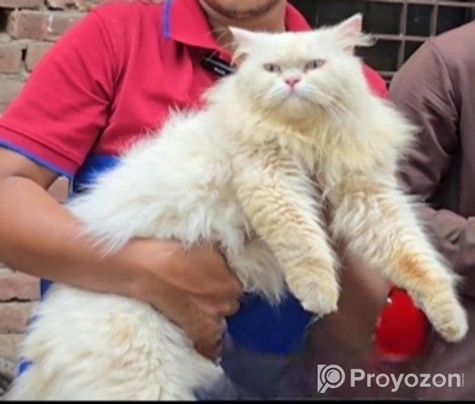 Persian Cat ( পারশিয়ান বিড়াল )