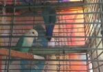 Running Love Bird