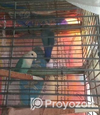 Running Love Bird