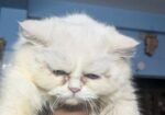 Persian Cat (female)