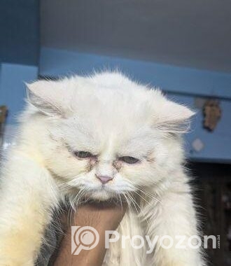 Persian Cat (female)