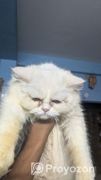 Persian Cat (female)