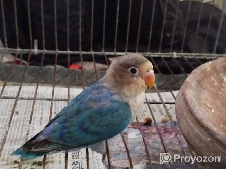 ১ পিস লাভ বার্ড