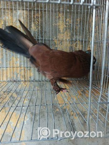 চিলা কবিতোর