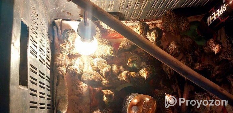 ১৫ দিন বয়সী কোয়েল পাখি