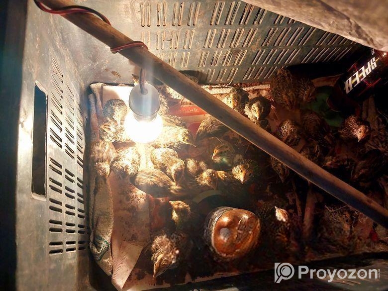 ১৫ দিন বয়সী কোয়েল পাখি