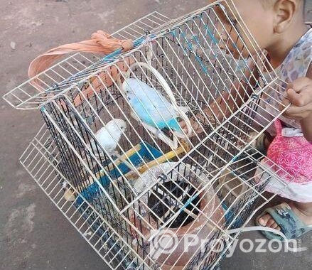 বাজারিকা পাখি