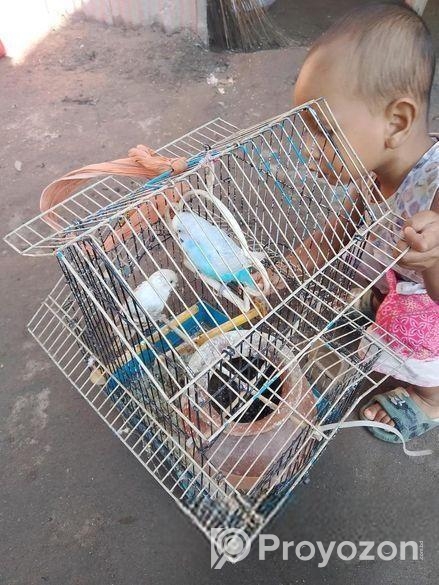 বাজারিকা পাখি