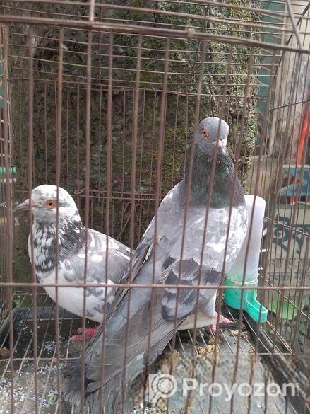 কবুতর বিক্রয়