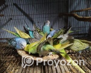 fitted-45_2025-10-28_22-59-44