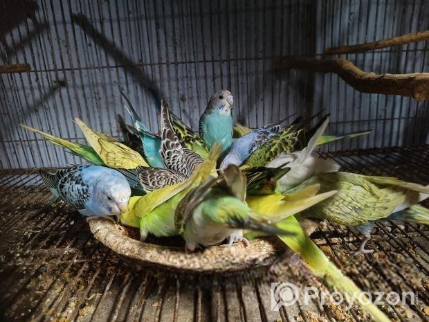 বাজরিগার