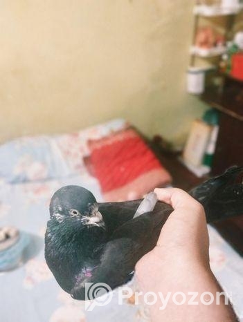 1 Ta Single Nor Gorom