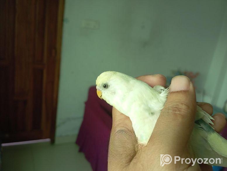 বাজরিগার