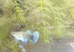 Dumbo mosaic guppy