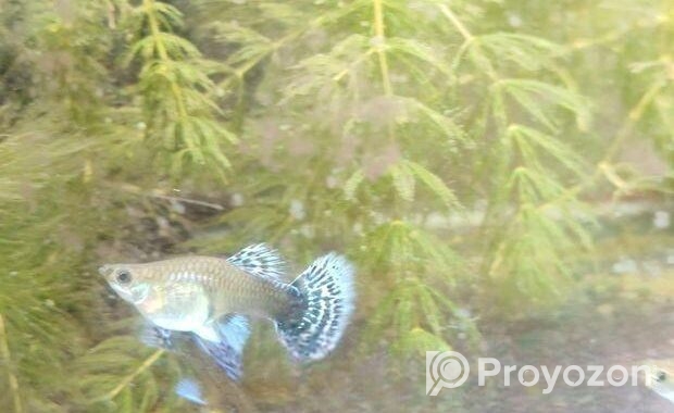 Dumbo mosaic guppy